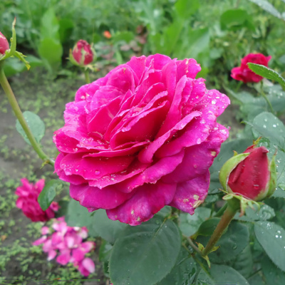 Роза "Jorianda"