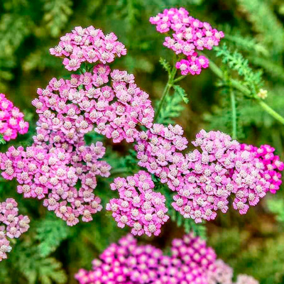 Тысячелистник обыкновенный "Lilac Beauty"
