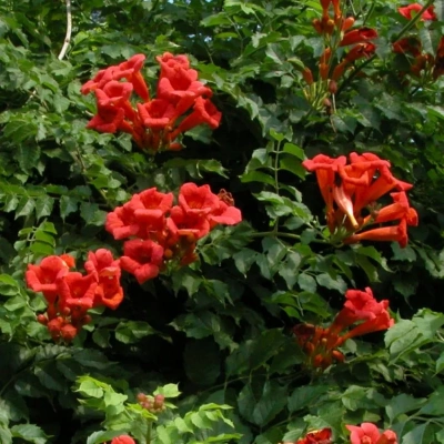 Кампсис укореняющийся "Flamenco"