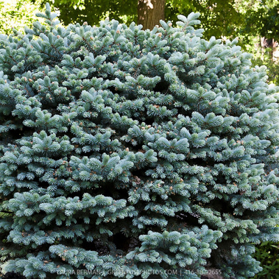 Ель колючая "Glauca Globosa"