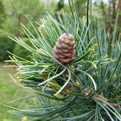 Кедр европейский "Glauca Compacta"