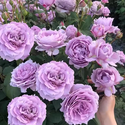Роза "Novalis"