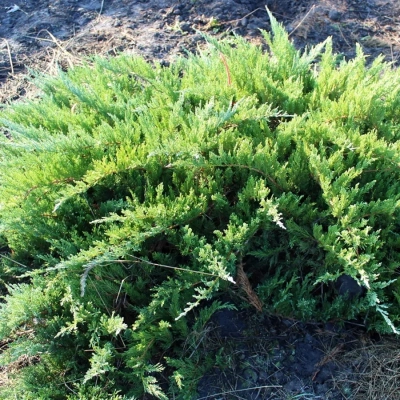 Можжевельник казацкий "Tamariscifolia"