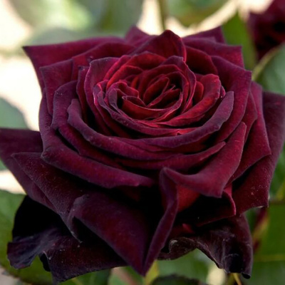 Роза "Black Baccara"