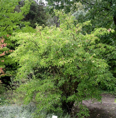 Бересклет европейский