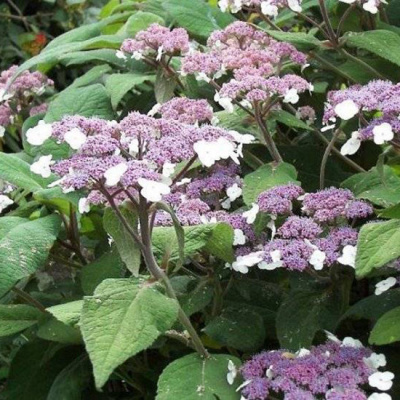 Гортензия шероховатая "Macrophylla"